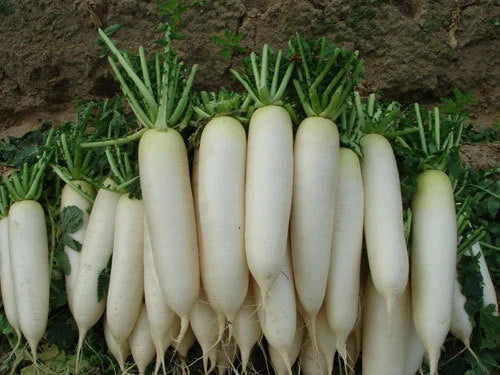 White Icicle Radish Seeds - 5 Inch Fruit, Crisp & Mild, Raphanus sativus, Vegetable Seeds for Salad and Garnish