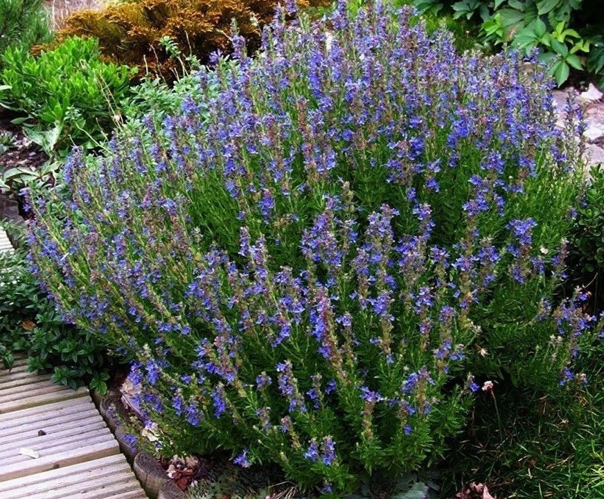 Hyssop Herb Seeds - 100 Packets, Aromatic, Decorative, Culinary, Hyssopus officinalis, Pollinator-Friendly
