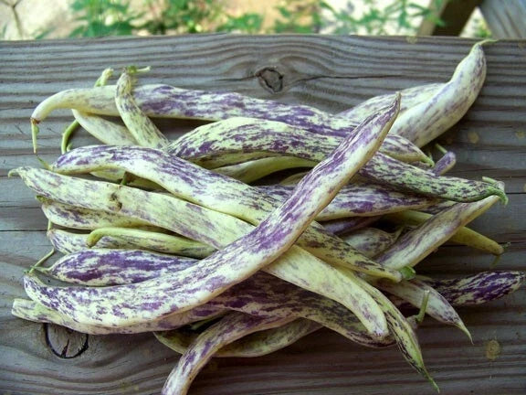 Dragon's Tongue Wax Bush Beans Seeds – Heirloom, Large Cream Purple Pods, Non-GMO, Phaseolus vulgaris, Bush Variety, 10 Seeds