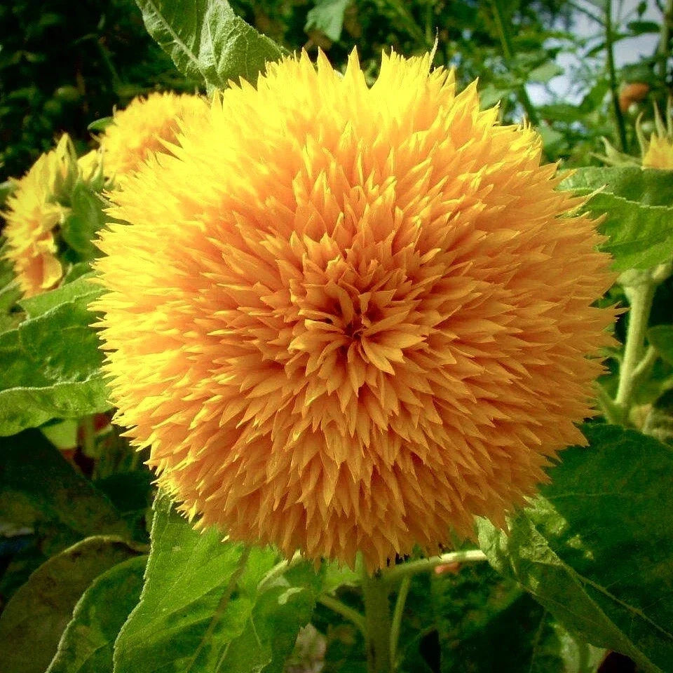 Dwarf Teddy Bear Sunflower Seeds - Non-GMO Heirloom, Compact Helianthus annuus, Perfect for Containers & Small Gardens