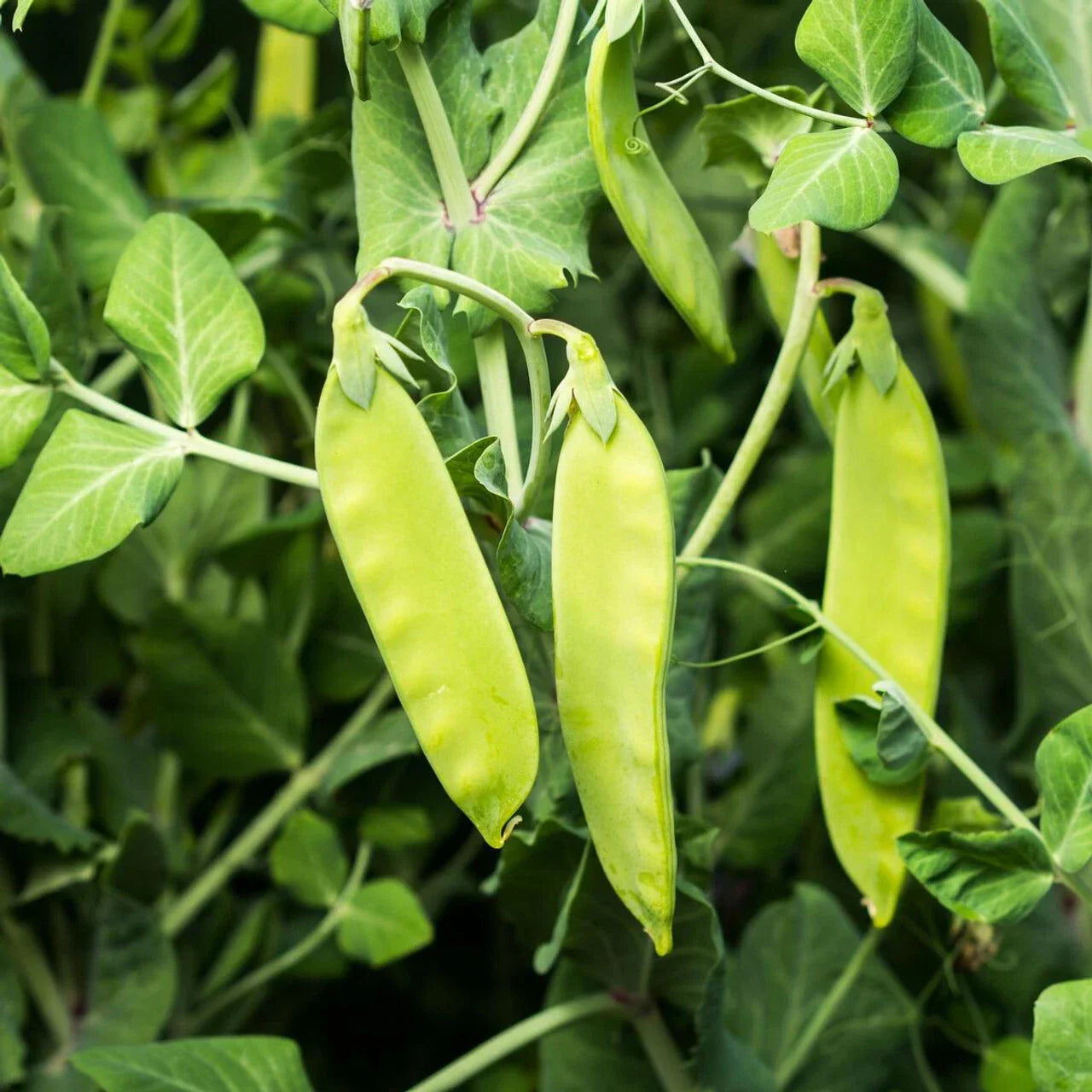 Oregon Sugar Pod II Snow Pea Seeds - Heirloom NON-GMO Garden Seeds Pisum sativum