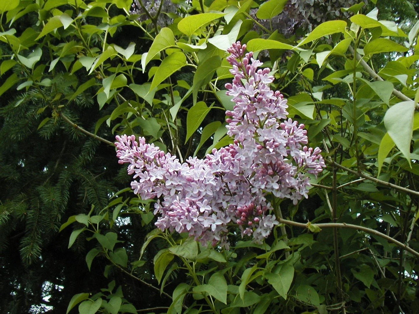 Lilac Old Fashioned Bush Seeds Syringa vulgaris Heirloom Flower Seeds for Gardens, 140 Pack