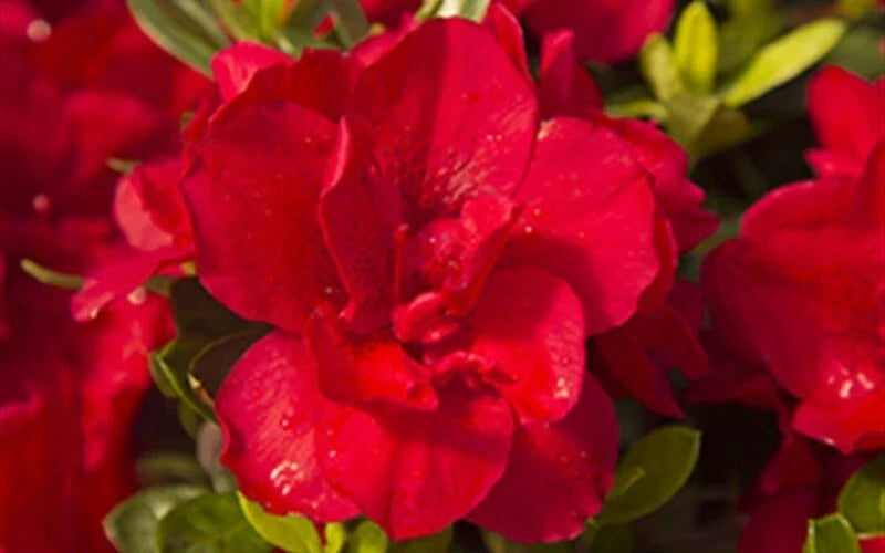 Encore Autumn Bonfire Azalea Starter Plant - Blood Red Flowers, Deciduous, Rhododendron 'Autumn Bonfire' in 1-Gallon Pot