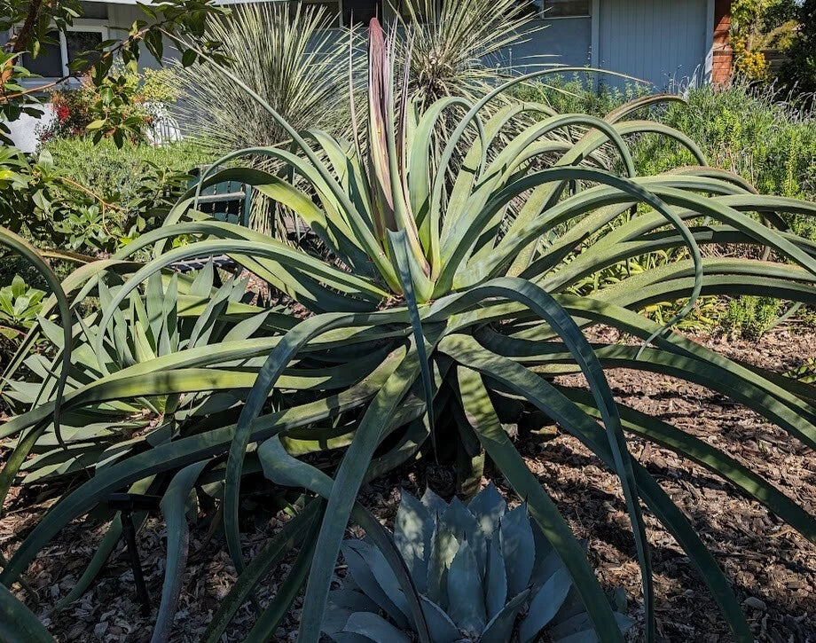 Lot of 5 Rooted Octopus Agave Plants, Agave vilmoriniana, Succulent, Drought-Tolerant, Indoor Outdoor Decor
