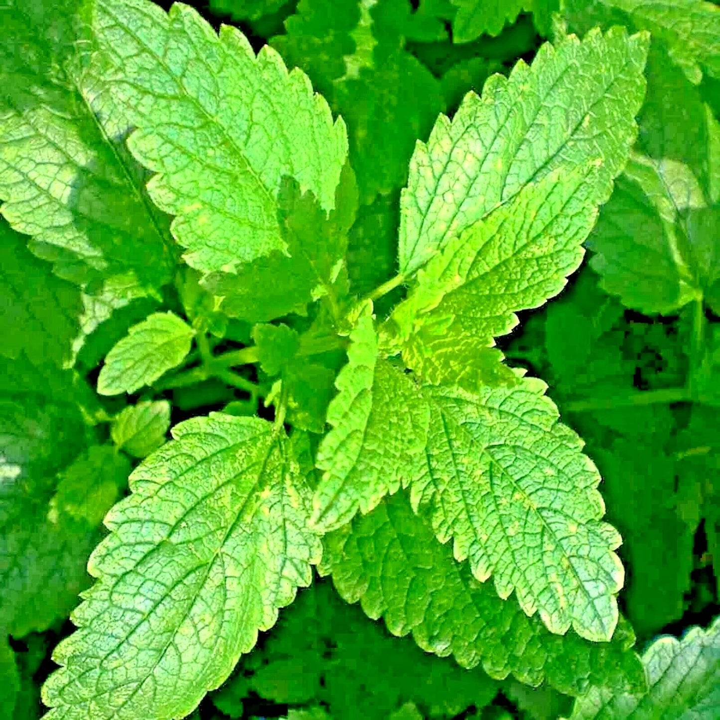 Lemon Balm Seeds, Non-GMO Perennial, Citronella Insect Repellent, Melissa officinalis, 2000+ Seeds