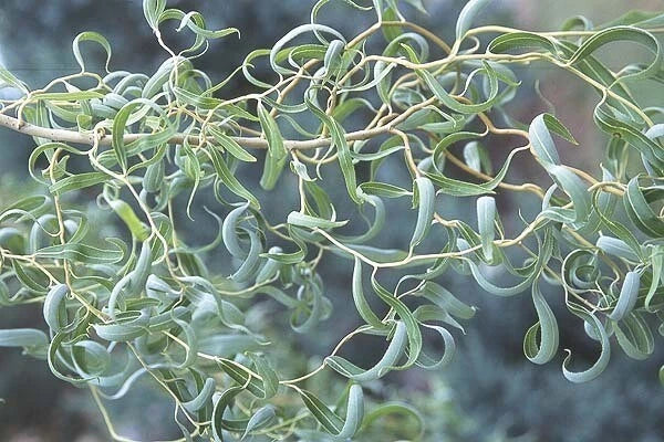 Curly Willow Tree Cuttings - 5 Stem Cuttings | Salix matsudana ‘Tortusa’