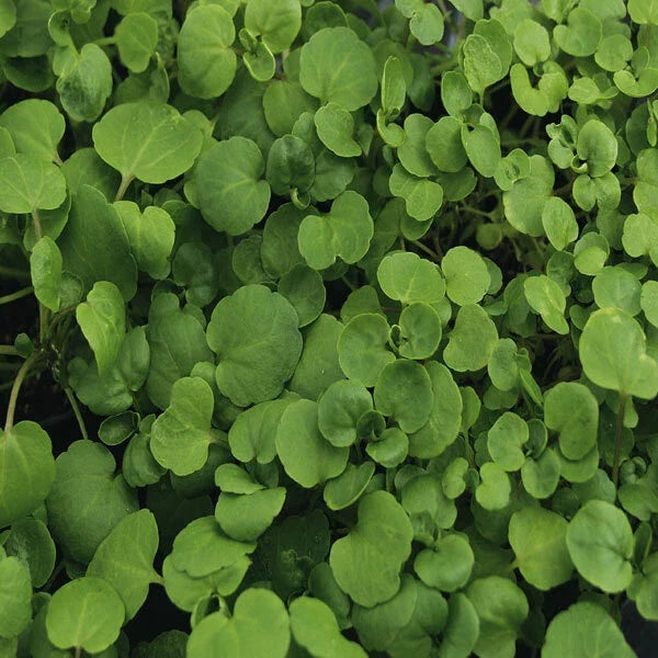 True Watercress Seeds | 1,000 Non-GMO Heirloom Nasturtium officinale Green for Water Gardens