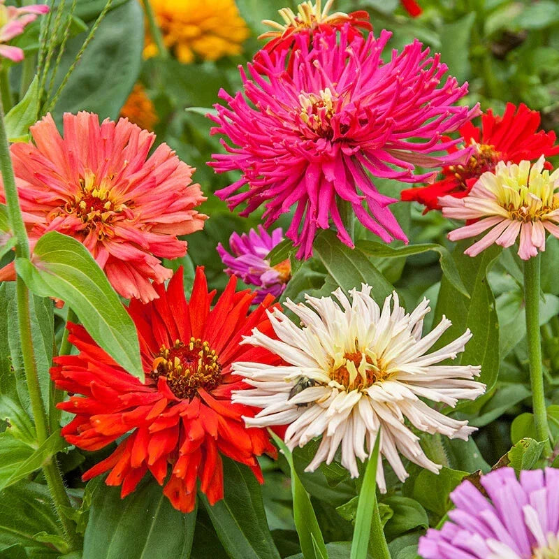 Cactus Flowered Zinnia Seeds Mix - 100+ Pack for Garden Planting - Zinnia elegans - Vibrant Colors, Attracts Pollinators
