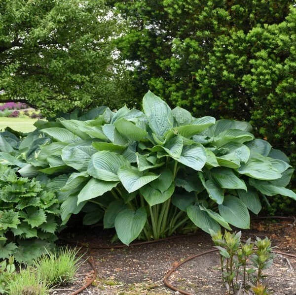 Empress Wu Hosta Plant - Large Green Foliage Perennial - Shade Garden, Container, Hosta 'Empress Wu'