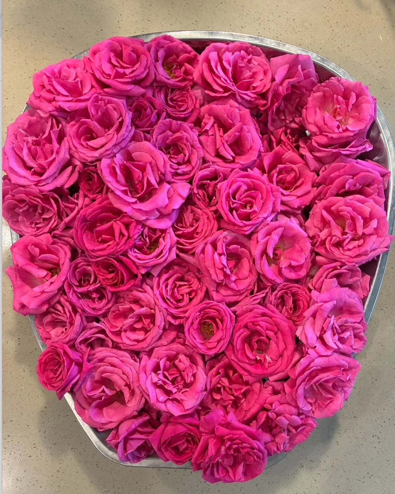 Thornless Rose Cuttings 5-8" | Zephirine Drouhin Rosa 'Zephirine Drouhin' Unrooted Fresh Stems