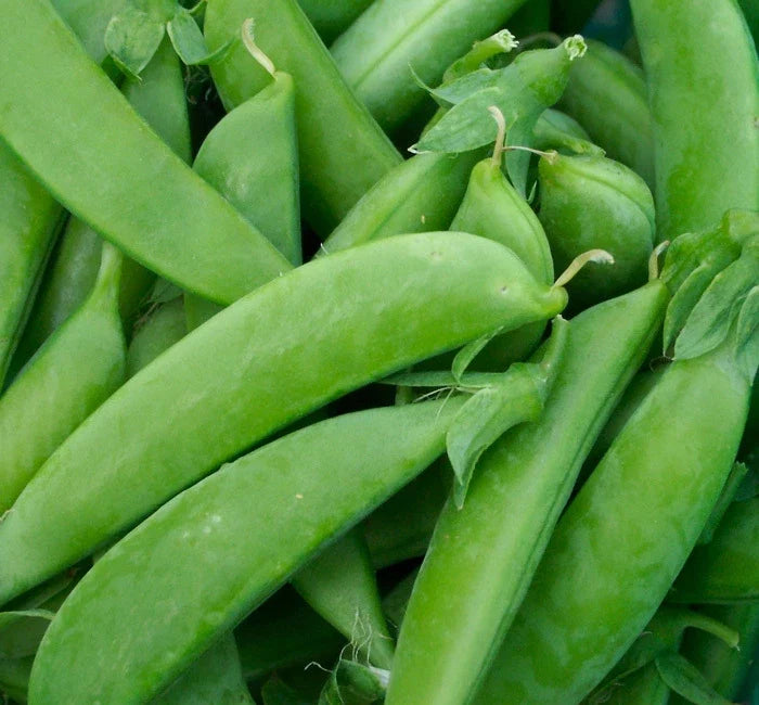 Sugar Snap Pea Seeds - Organic Non-GMO Pisum sativum - Climbing, Sweet & Crunchy, 50 Seeds for Home Garden