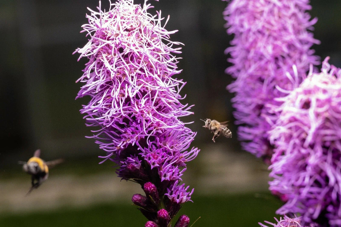 Kobold Dense Blazing Star Seeds - Liatris spicata Perennial Flower Seeds for Garden, Borders, Pollinator Attracting, 25+ Seeds