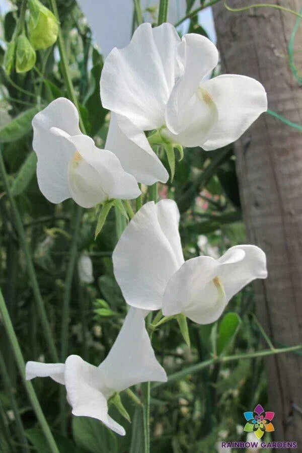 Cannes Sweet Pea Seeds - 50+ Pack Lathyrus odoratus - USA Grown