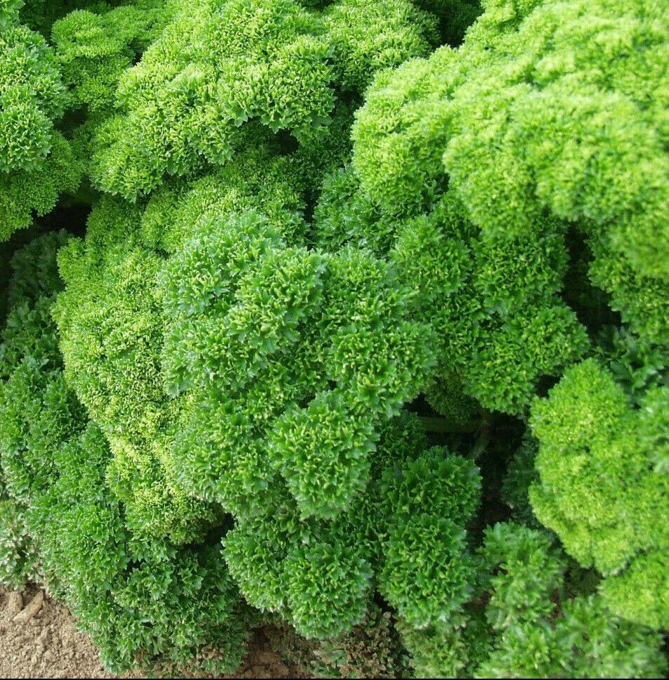 Curly Leaf Parsley Seeds - Non-GMO Triple Moss Variety - Herb Garden Seed - Petroselinum crispum