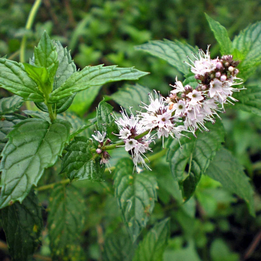Spearmint Herb Seeds - Mentha spicata, Non-GMO, Organic Gardening, Multiple Sizes, Fragrant Mint for Culinary & Tea