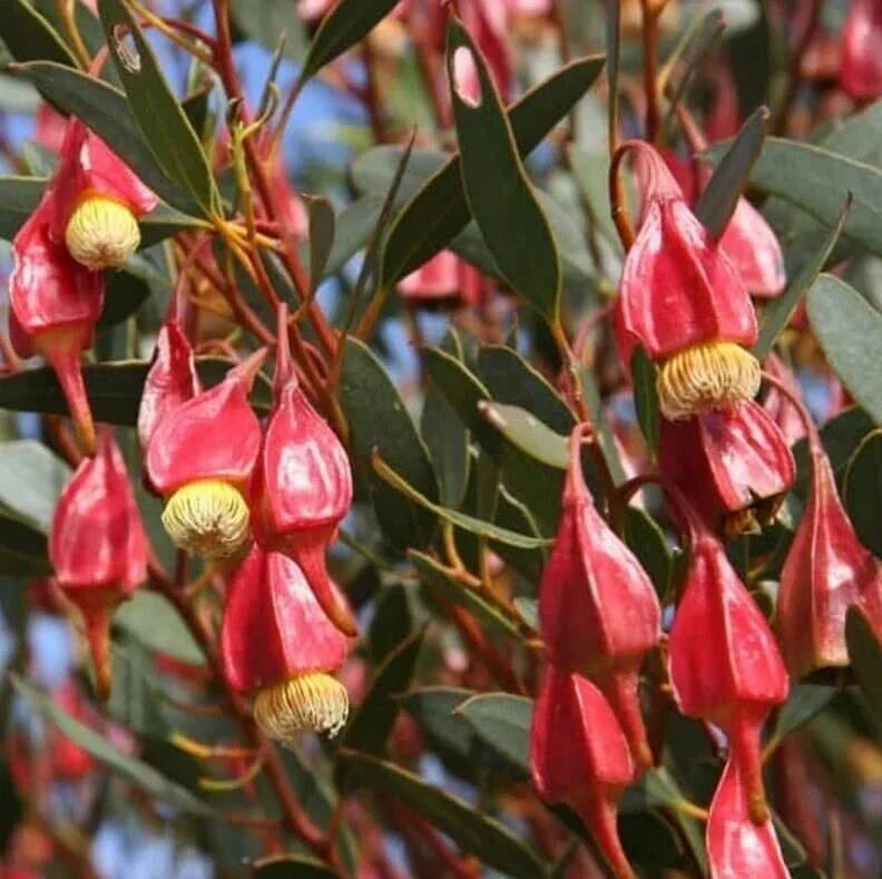 Fuchsia Gum Tree Seeds - Eucalyptus forrestiana - Drought-Tolerant Fast-Growing Tree for Garden & Landscape