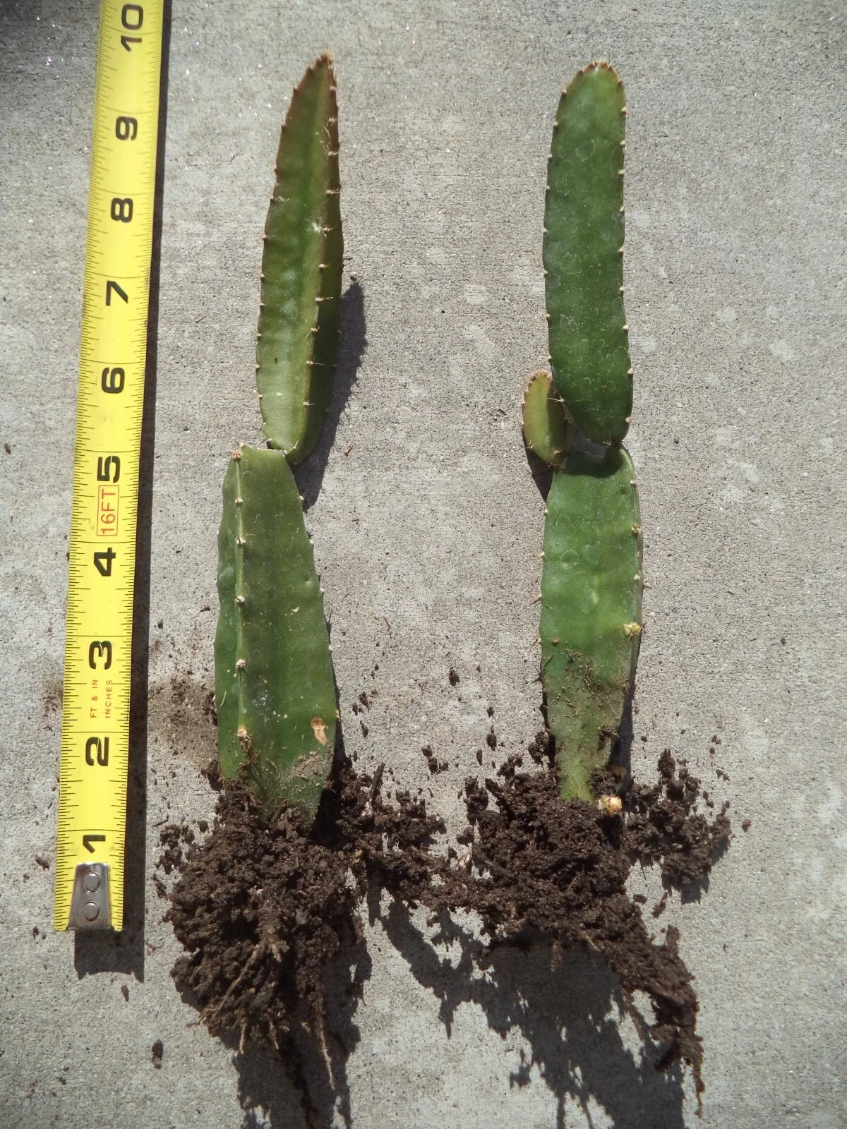 Rooted Yellow Dragon Fruit Plant Palora Variety 8-10" Hylocereus megalanthus, Climbing Cactus for Garden or Container