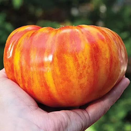 Big Striped Rainbow Tomato Seeds - Heirloom Solanum lycopersicum, 100+ Seeds for Exotic Tasty Tomatoes