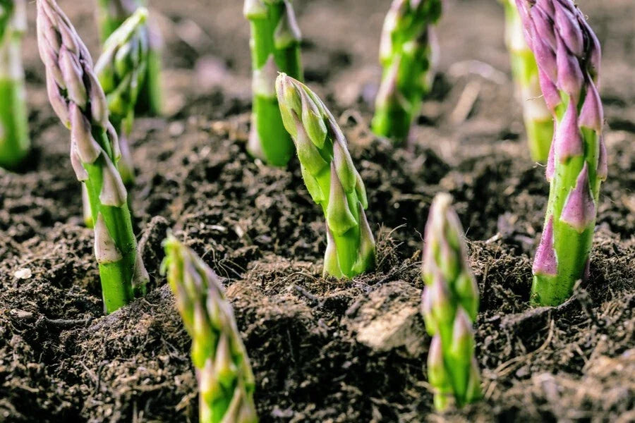 4 Potted Jersey Knight Asparagus Plants – 3-Year-Old Roots, Asparagus officinalis, Ready to Plant, Home Garden, Perennial Vegetables