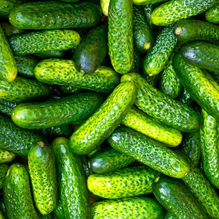 Gherkin Cucumber Seeds - Parisian Variety, French Cornichon, Cucumis sativus, for Pickling, Home Garden, Container Planting
