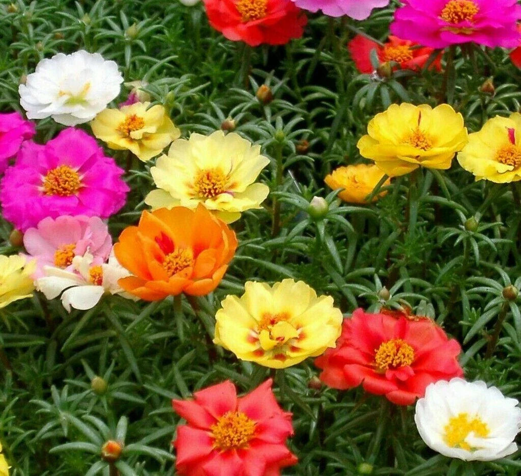 Moss Rose Seeds 500+ Double Mix - Portulaca Grandiflora Annual Flower for Full Sun Gardens