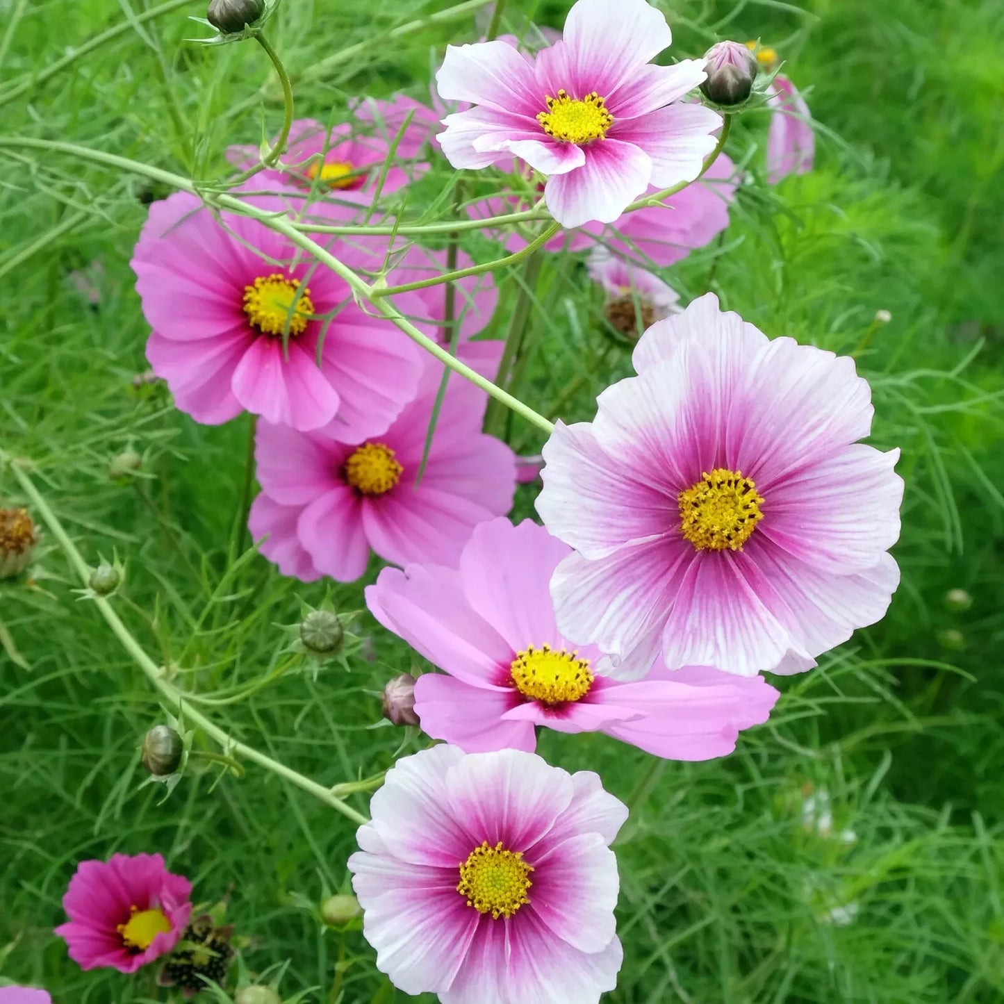 Daydream Cosmos Seeds - 200+ Pack - Colorful Annual Flower - Cosmos bipinnatus - Garden Planting, Butterfly Attracting, USA
