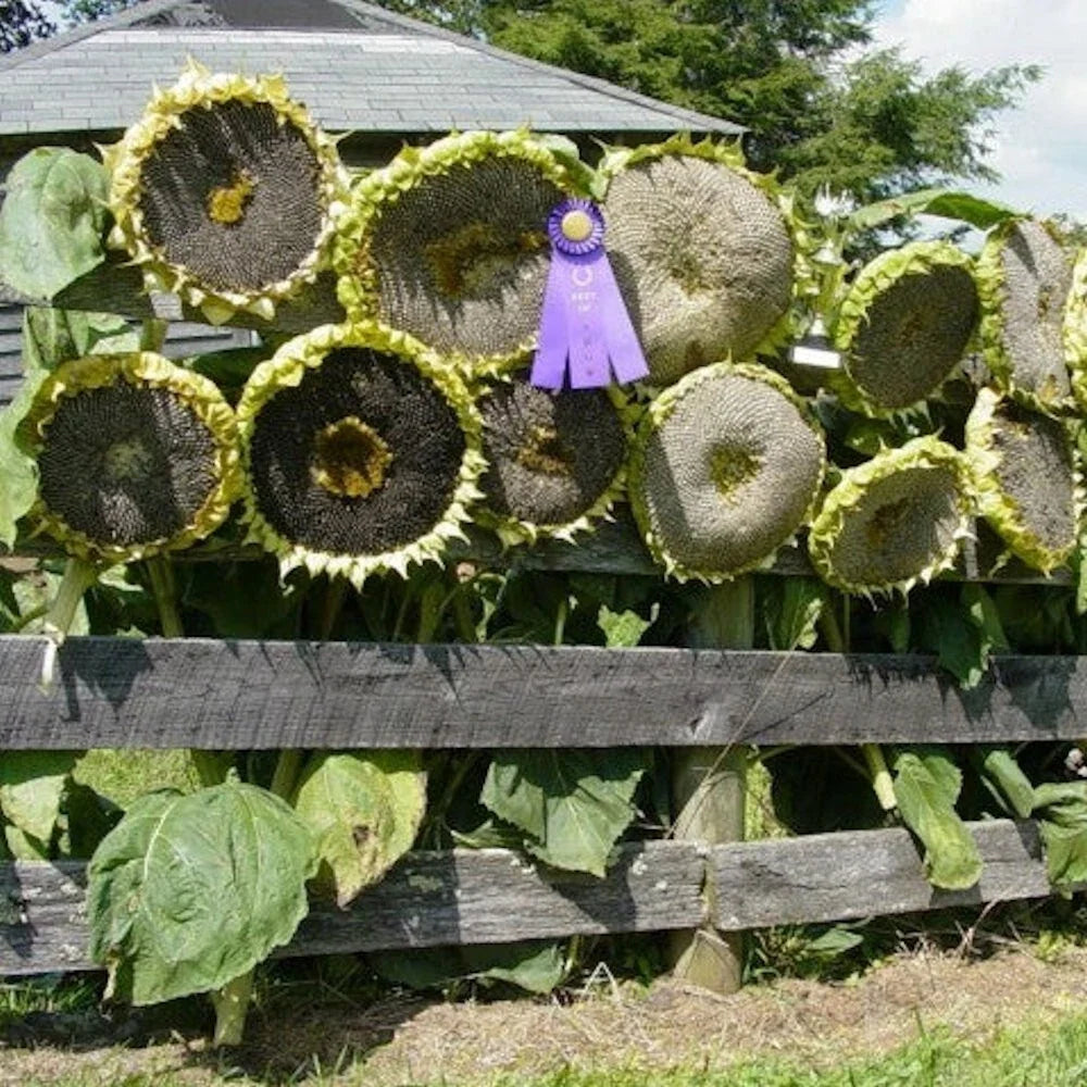 Giant Mongolian Sunflower Seeds - 30 Non-GMO Helianthus annuus for Tall Garden Display, Attract Pollinators, Free Shipping