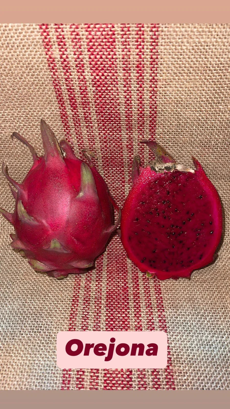 Dragon Fruit Cutting Orejona Hylocereus undatus Tropical Fruit Plant for Home Garden
