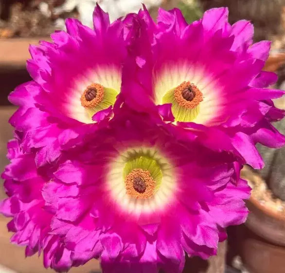 Echinocereus Rigidissimus Rainbow Hedgehog Cactus - 4" Potted with Pink Flower