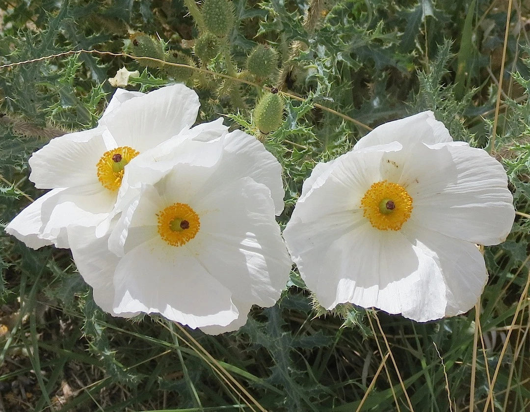 Prickly Poppy Seeds Pack – Argemone pleiacantha – Vibrant Yellow & Orange Flowers – Annual Garden Flower Seed