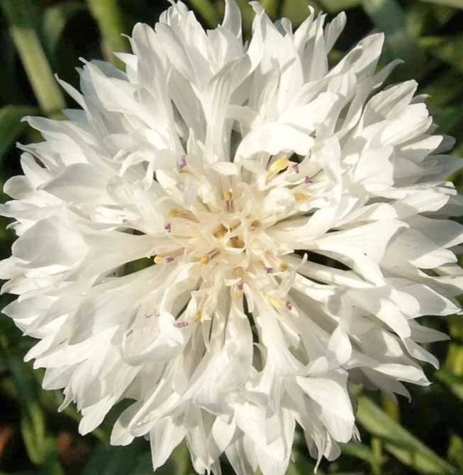 White Bachelor Button Seeds - 400+ Cornflower Seeds for Garden, Cut Flowers, Pollinator Attractant, Centaurea Cyanus