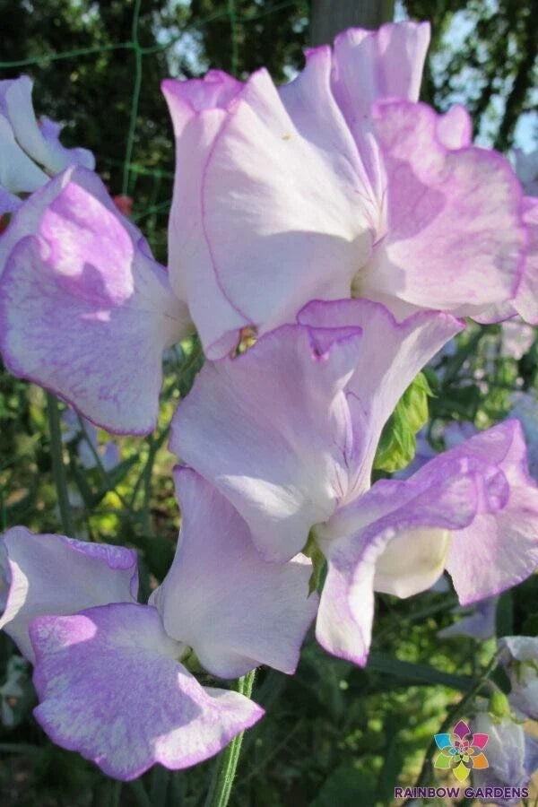Sweet Pea Seeds – 50+ Pack, Margaret Hastie, Lathyrus odoratus, Fragrant Flowers, Garden Climbing Vine, USA