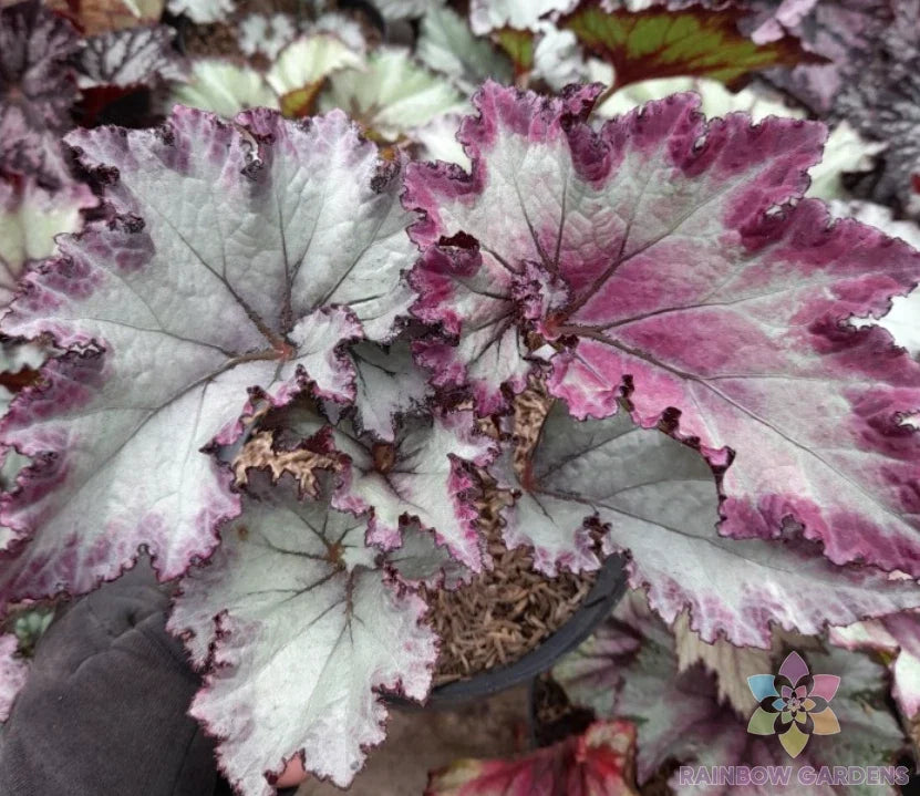 Satin Jazz Begonia Seeds - 25+ Pack - Indoor & Outdoor Planting - Begonia x semperflorens