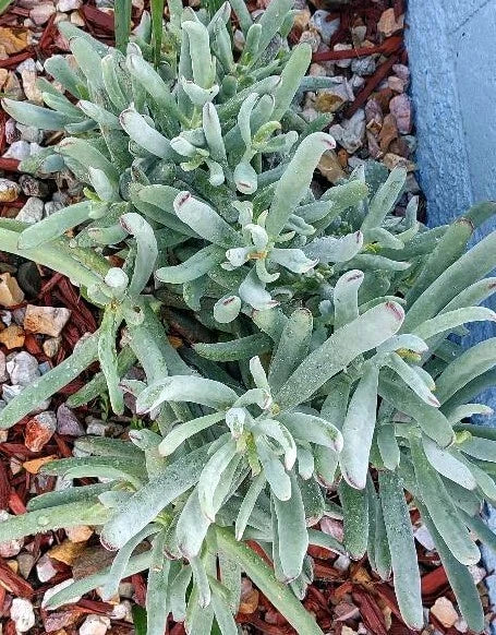 Cactus Cutting #11 Variety Succulent Plant Propagation for Home Decor Cactaceae