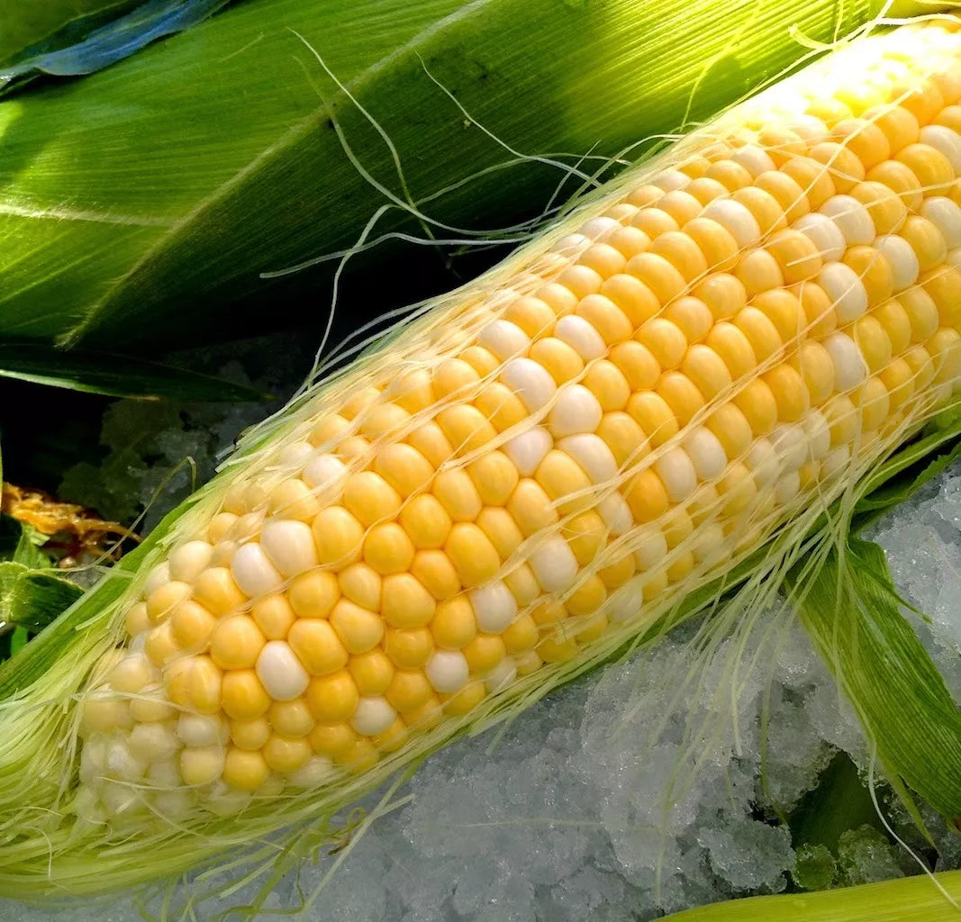 23 Seeds - Peaches and Cream Bi-Color Sweet Corn - Zea mays - USA Grown