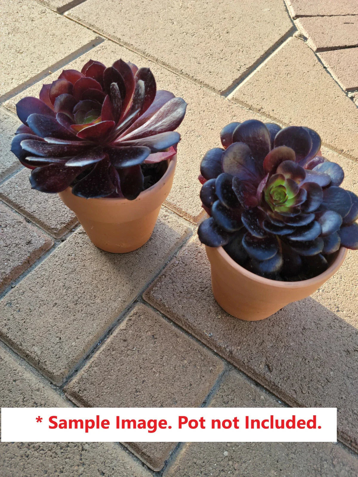 Black Rose Aeonium Arboreum Succulent Cuttings 6-8" | Dark Purple Rosettes | Indoor & Outdoor Garden Plants