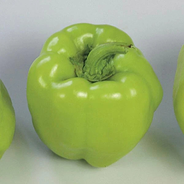 Sweet Pepper Seeds 500 Count Pompeii Red Annuum Italian Frying Variety, Colorful Maturation, Heavy Yields