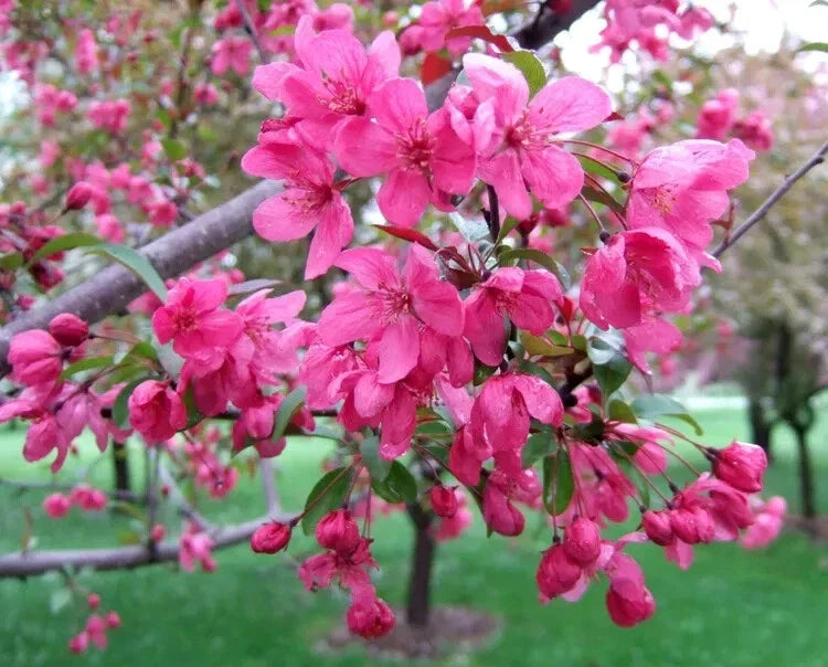 Prairifire Crabapple Seeds - 25+ Malus 'Prairifire' Ornamental Tree Seeds for Garden Planting
