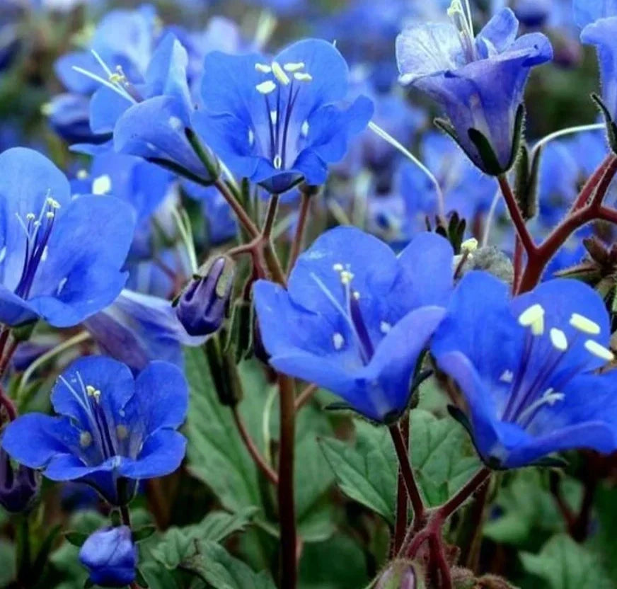 California Blue Bells Seeds – 2000+ Wildflower Seeds for Garden, Phacelia campanularia, Annual, Blue Flowers