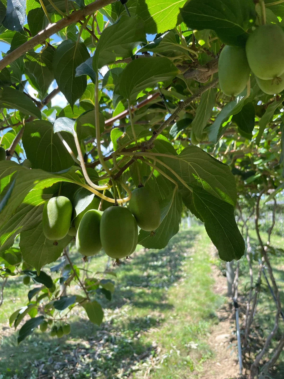Clark Kiwi Seeds - 50+ Arctic Grape Berry Superfruit Seeds for Cold Hardy Garden Plants - Actinidia arguta