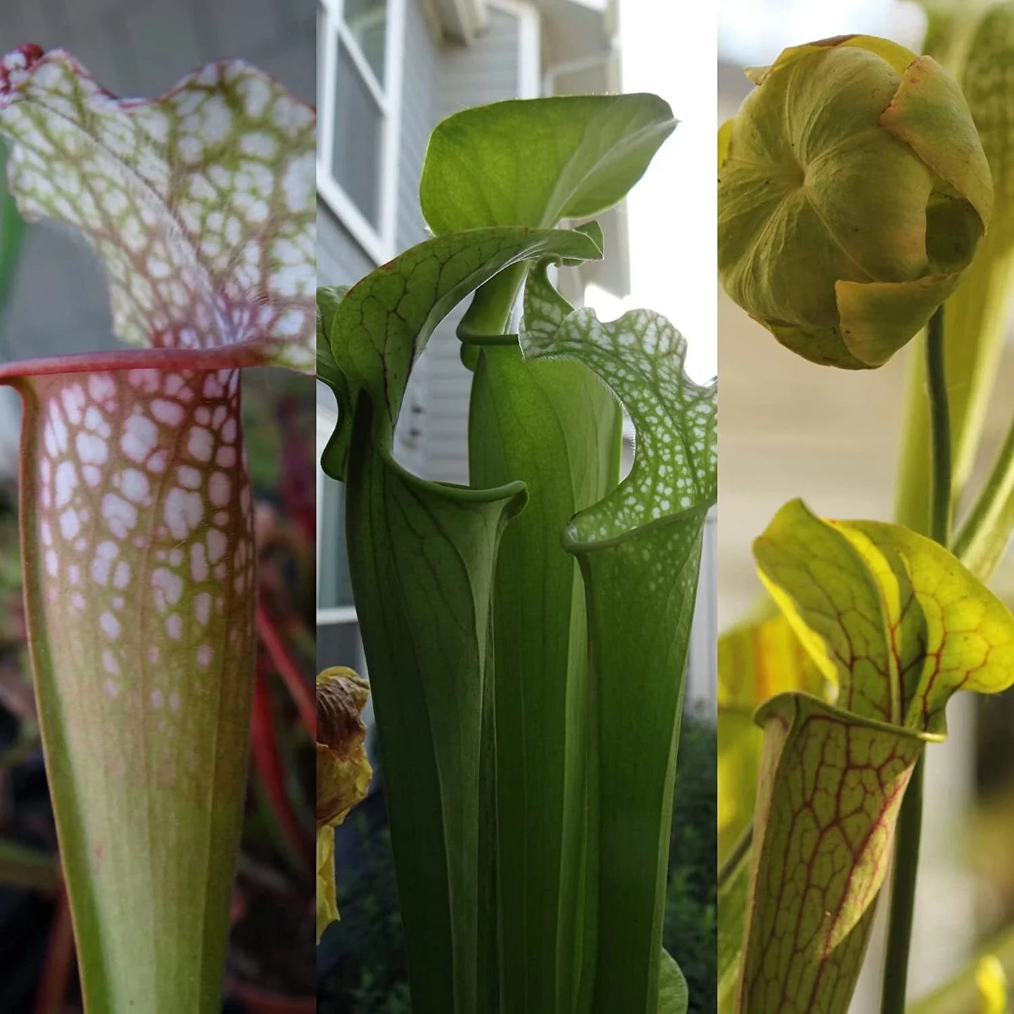 Live Carnivorous Pitcher Plant - Sarracenia in 4-Inch Pot - Beginner Friendly, Exotic Garden Addition