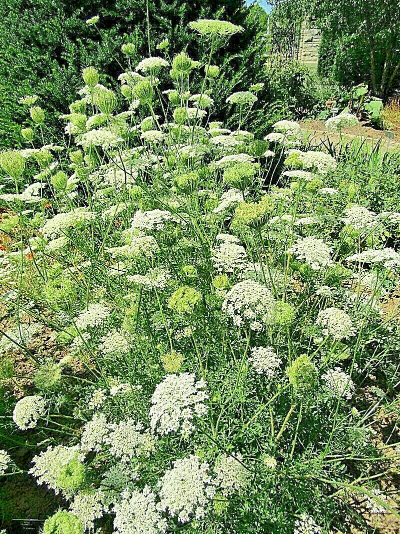 Queen Anne's Lace Seeds - Bulk 1005 - Daucus Carota Wildflower, White Flower, Self-Seeding Annual