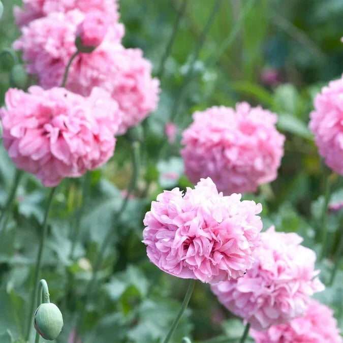 Pale Rose Poppy Seeds - 200+ Pack for Garden Planting - Papaver somniferum - Annual Flower for Borders & Containers