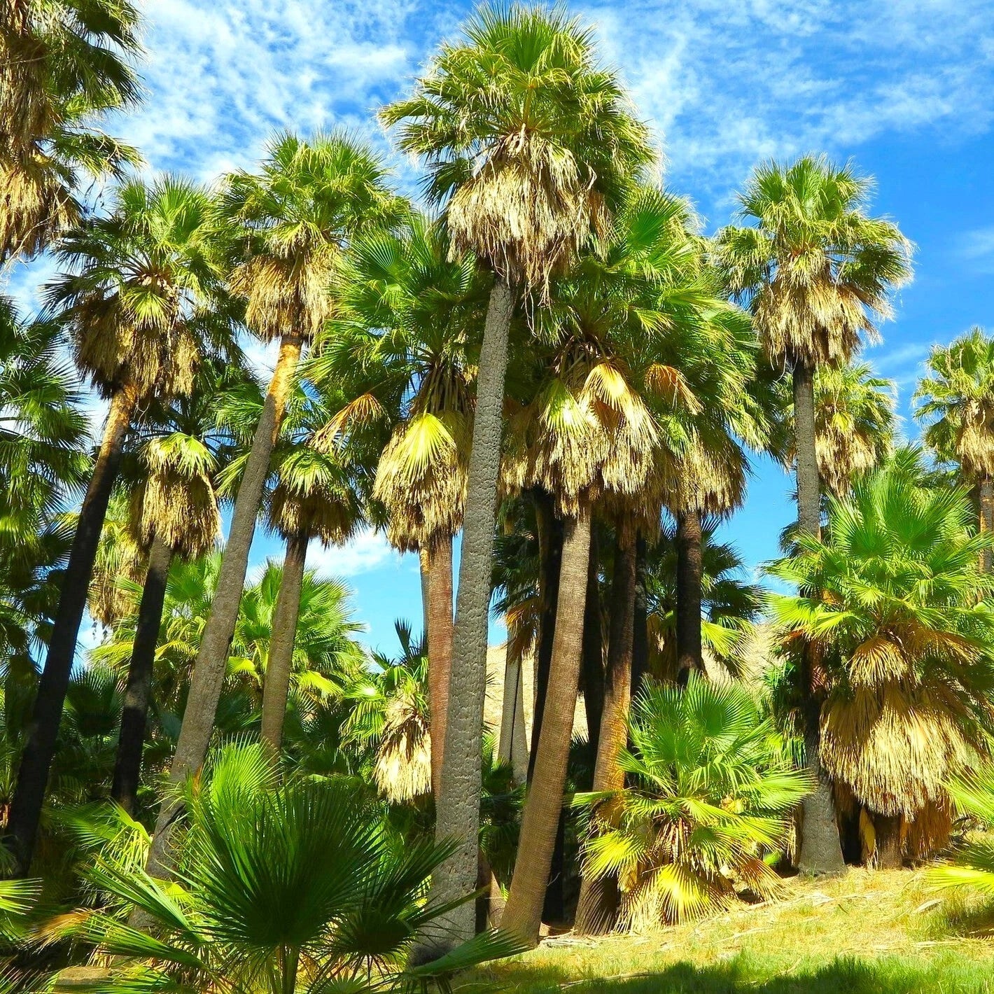Giant California Palm Tree Seeds Washingtonia robusta Tropical Landscaping Seeds for Garden & Outdoor Planting