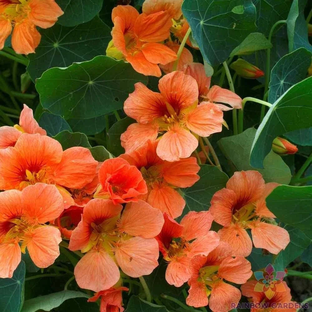 Vesuvius Nasturtium Seeds - 50+ Pack, Edible Flowers, Tropaeolum majus, Vibrant Orange & Red, Trailing or Climbing Annual Seeds