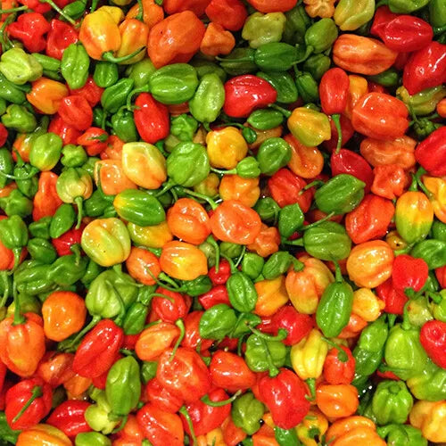 Aji Dulce Pepper Seeds – Heirloom Non-GMO, Sweet Capsicum chinense, Seed Packet for Home Garden & Containers