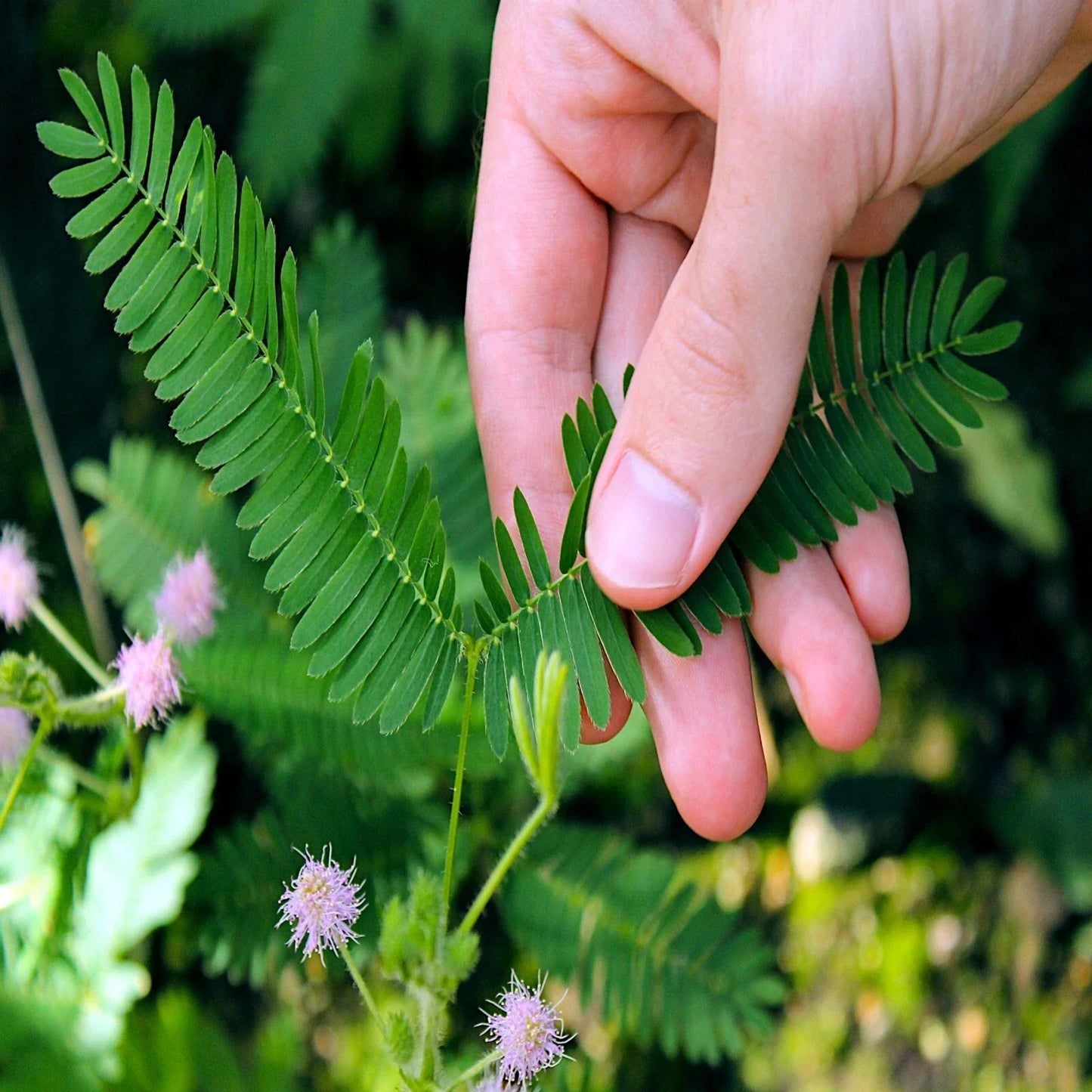 Sensitive Plant Seeds - Dwarf Mimosa Pudica for Indoor Gardening