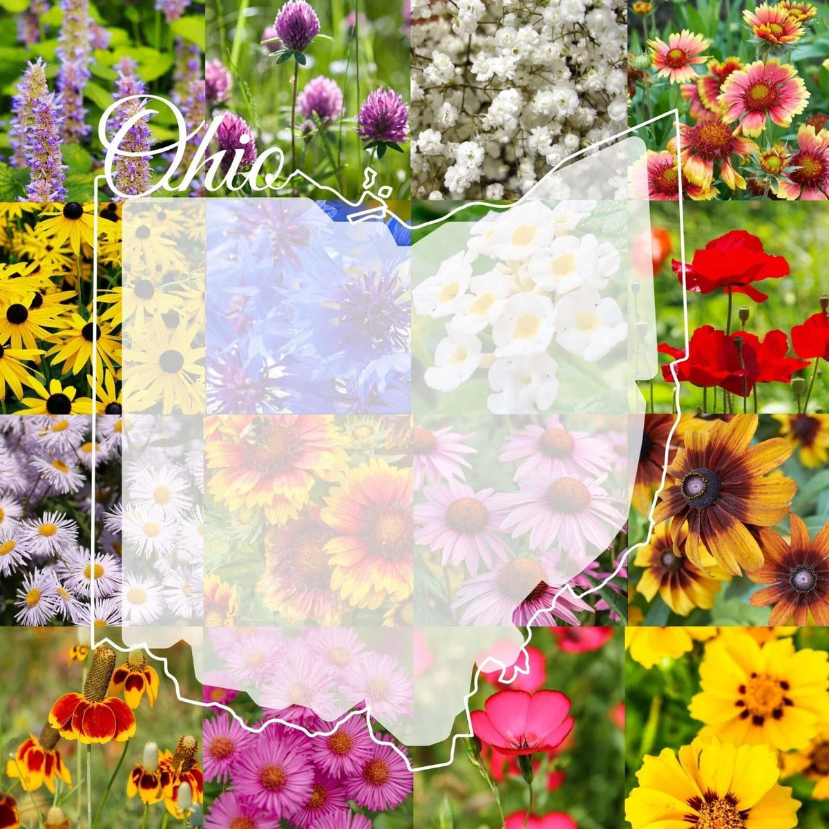 Ohio Wildflower Seed Mix 1/2LB - Native Wildflowers for Gardens, Covers 1,000 sq ft