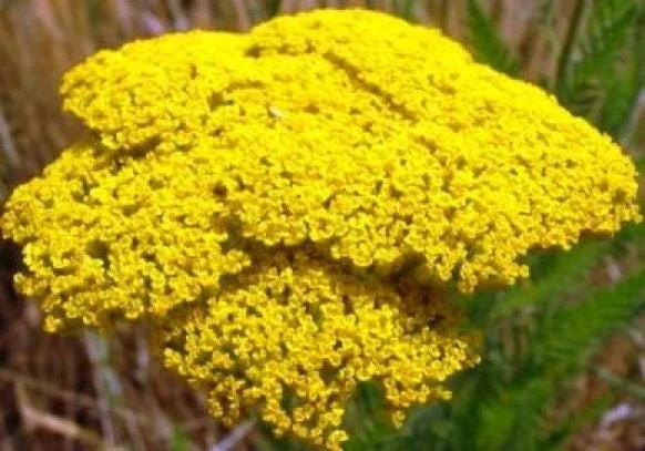 Gold Yarrow Seeds - Achillea millefolium 'Gold' - 100 Fresh Seeds for Borders, Wildflower Gardens & Cut Flowers