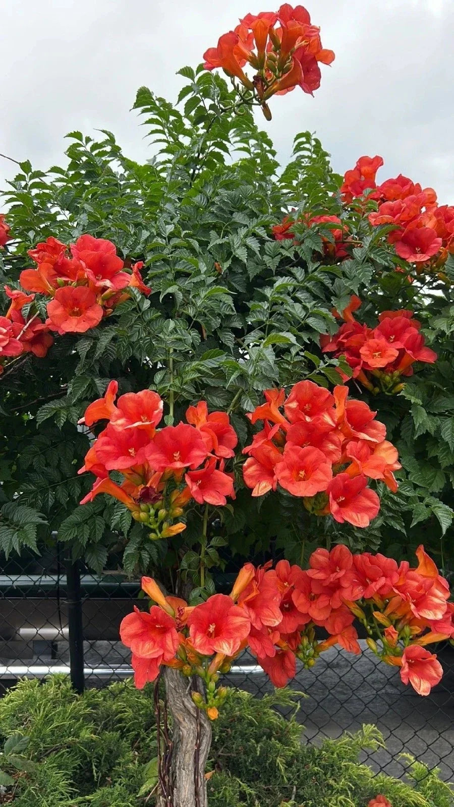 Trumpet Vine Seedlings 10-Pack Climbing Plant Campsis radicans Vibrant Orange Red Blooms